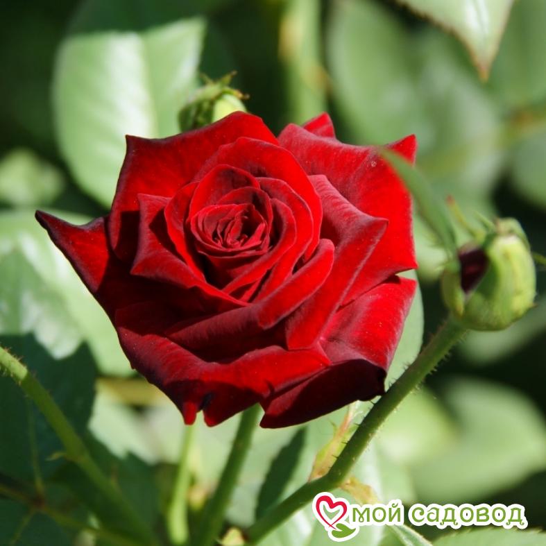 Роза чайно-гибридная София